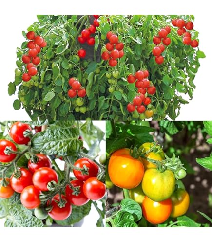 Amazon.co.jp: 接木 野菜 苗 3個 セット うす皮鈴なりさくらんぼ